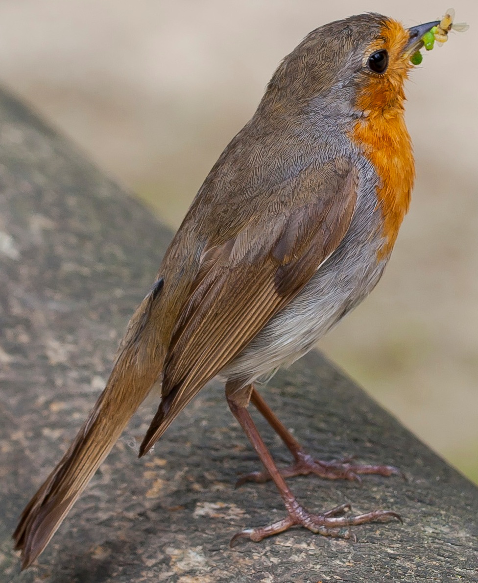 Rotkehlchen aus Wikimedia Commons